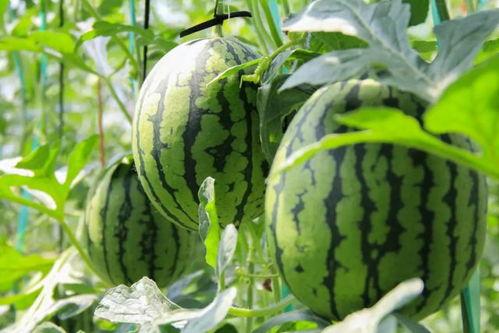 吃瓜网 - 免费吃瓜,免费吃瓜，畅享娱乐盛宴  第3张